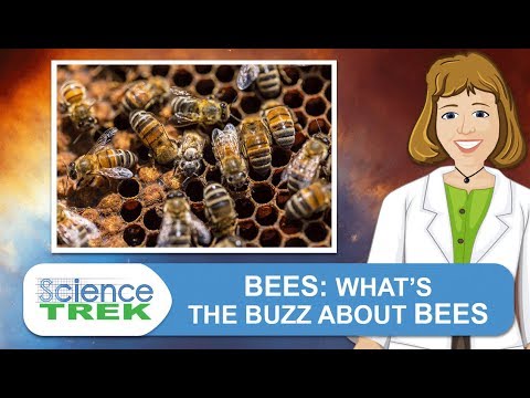 Bees: What's the Buzz About Bees | Science Trek
