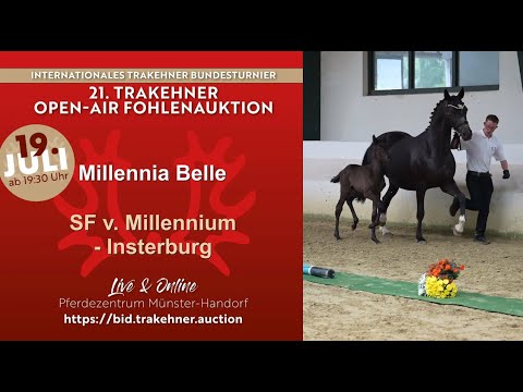 7 - Millennia Belle - Filly by Millennium - Insterburg *08.05.2025