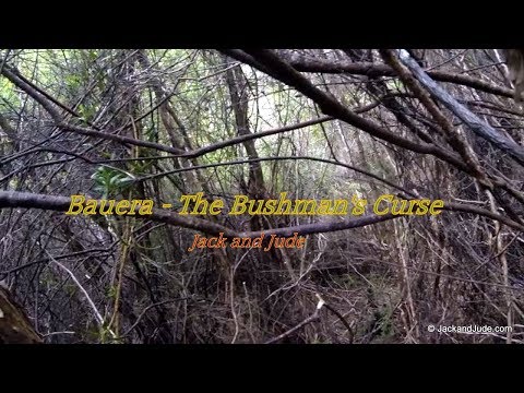 Bauera   The Bushman's Curse