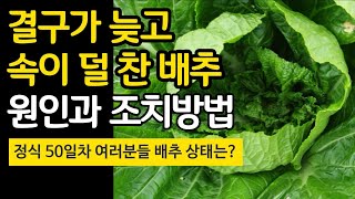 결구가 늦고 속이 덜찬 배추 원인과 조치 방법