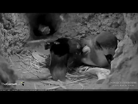 Cahow Nudges Mate And Takes Over Incubation Duties – Jan 29, 2018