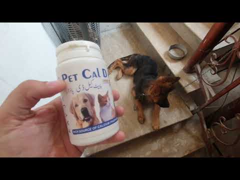 Pet Cal D Powder for dogs cats and birds.
