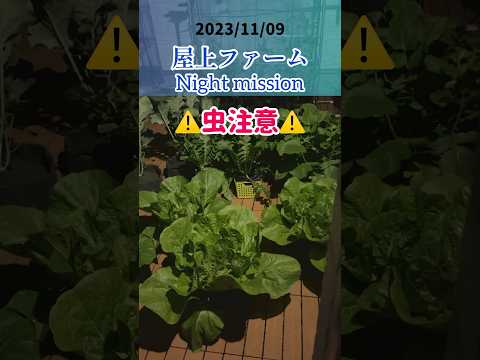 菜園にあるどの花が虫を引き寄せたり、忌避したりするのでしょうか?  庭園