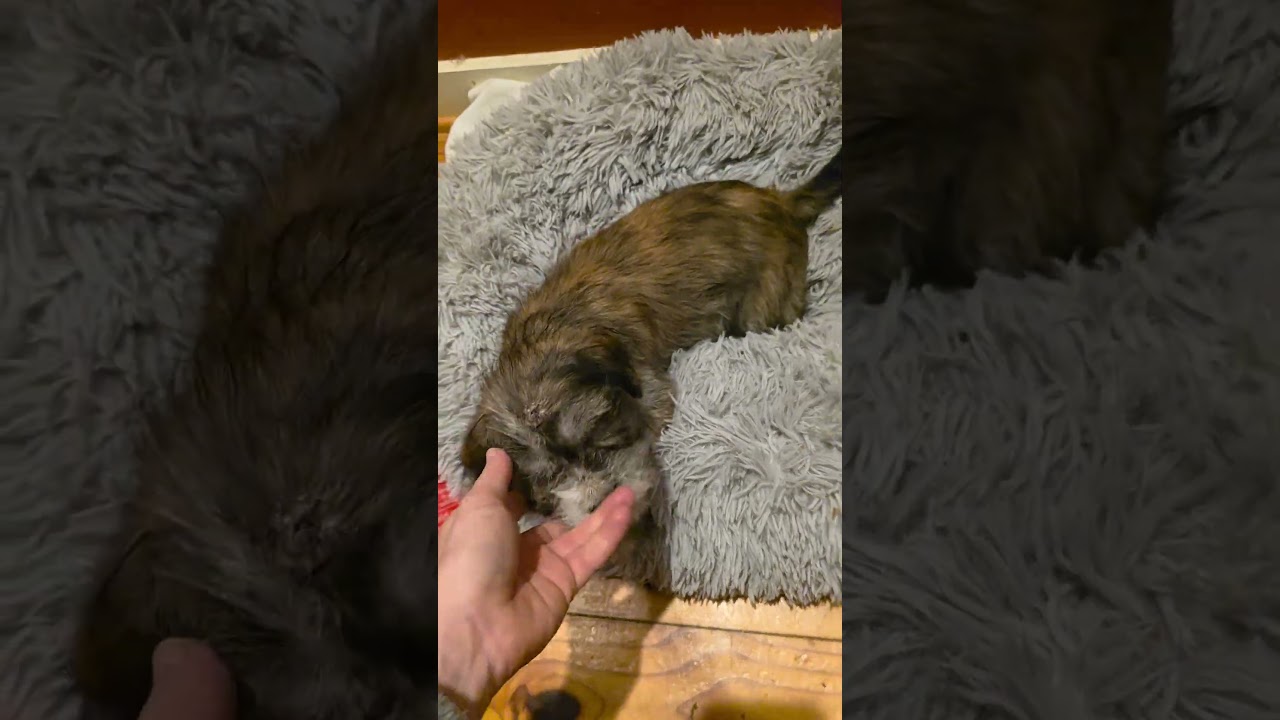 Enlarge Banjo, a Adoptable mixed breed in Los Angeles, CA video 4/5