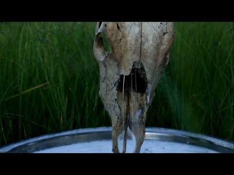 Skinflint - Birds and Milk Bloody Milk - Music Video