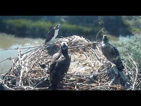 Boulder Osprey Chick 3 Fledge perfect take off
