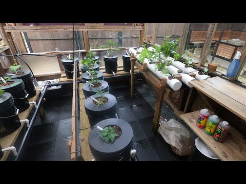 My Hydroponic Greenhouse, Week 3 update, 2022