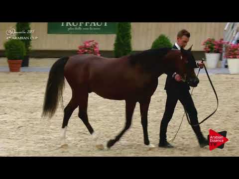 N.75 R'ADJAH DE CARTHEREY - Deauville 2017 - Colts 3 years old (Class 8)