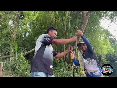 Pescaria de piapara na bombinha em Tibagi PR 