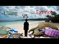Turtles And Tortoises Size Comparison Living Extinct