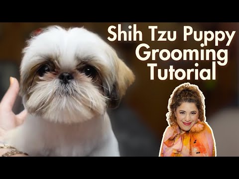 Adorable Shih Tzu Puppy Grooming Tutorial