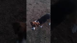Video preview image #1 Beagle Walker Coonhound Puppy For Sale in Apple Valley, CA, USA