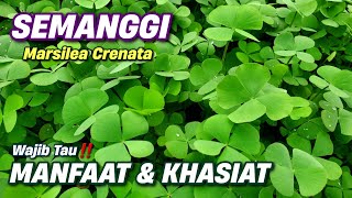 Download lagu BENEFITS OF CLOVER LEAVES FOR HEALTH ‼️ Marsilea crenata #clover #marsilea #semanggisuroboyo mp3