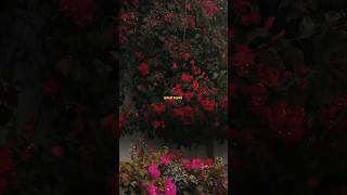 Download lagu Anıl Emre Daldal - M. | Lyrical | Edit | Audio | Slowed | #viral #youtubeshorts mp3 Download lagu Anıl Emre Daldal - M. | Lyrical | Edit | Audio | Slowed | #viral #youtubeshorts mp3