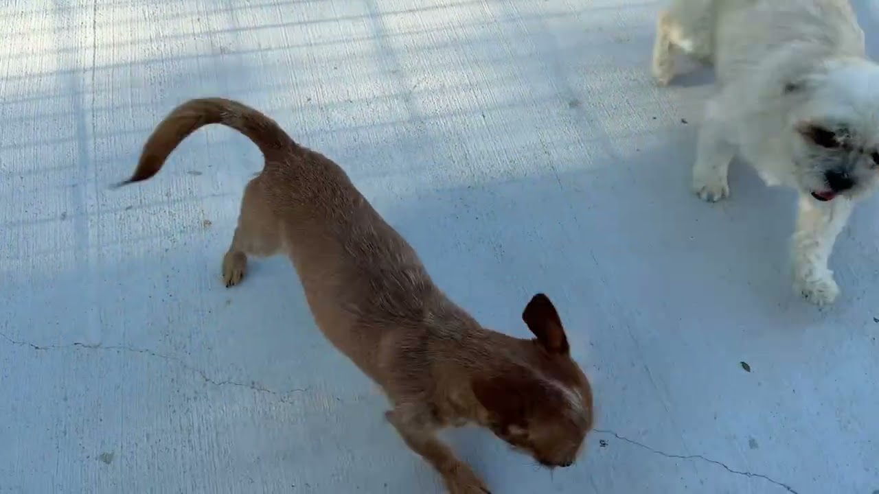 Enlarge  Oslo — A Pocket-Sized Pup with a Big Heart, a hold mixed breed in St Augustine, FL video 6/6