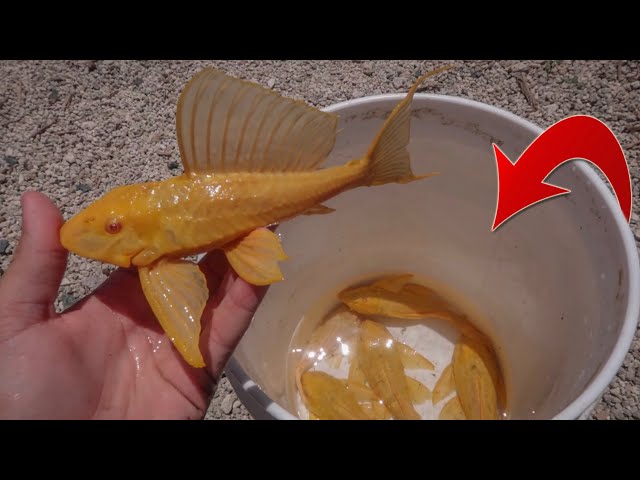 BUYING a BUCKET of ALBINO FISH!!!