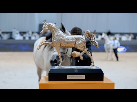 DUBAI STUD - The Aftermovie, Dubai International Championship 2023