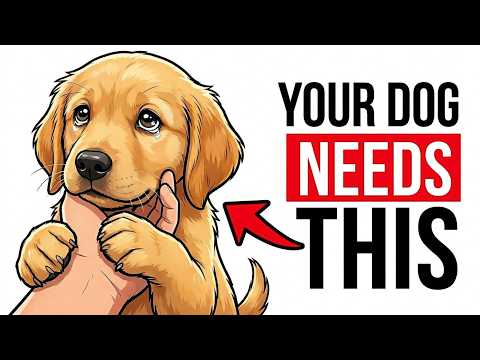 Your Dog's Panic Has Nothing to Do With Love—Do This Instead