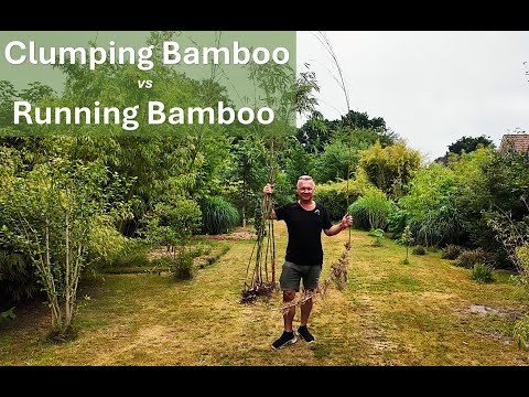 Running vs. Clumping Bamboo Rhizomes: What’s the Difference?