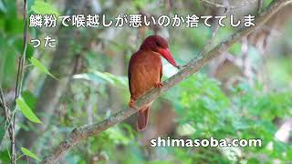 リュウキュウコノハズク、アカショウビン、カンムリワシ(動画あり)