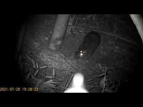 A MAIOR PACA que já vi NUMA CAÇADA de ESPERA