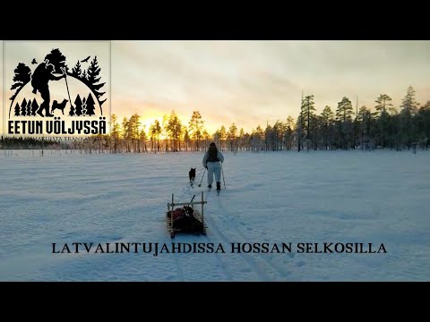 Capercaillie winter hunting in Hossa Finland