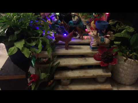 Krishna Janmashtmi at our home on 03.09.2018