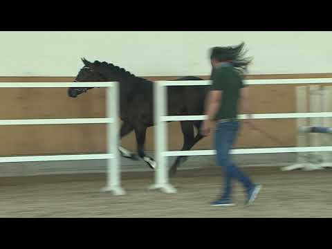 30. Mecklenburger Körtage 2020 - Kat.Nr. 89 Junghengst v. Untouchable - Sandro Boy