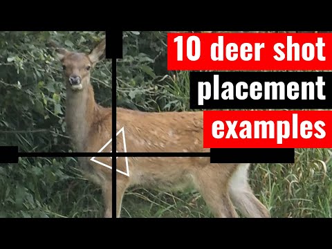 10 deer shot placement examples - where to aim with a rifle