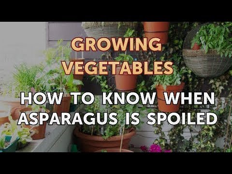 When to Pick Hungarian Hot Wax Peppers