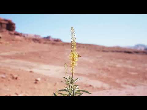 2022 PDGA Throw Green Ad – Moab, UT