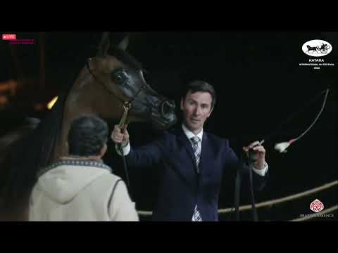 N 376 GHAZELLE WPI   Katara Int  Arabian Horse Festival 2022   Mares 4 6 Years Old Class 7