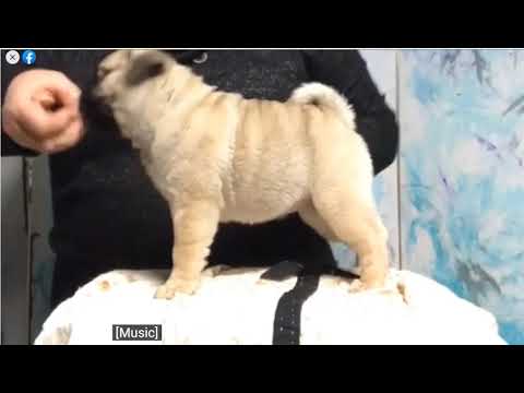 Lilibeth and Casanova at 8 weeks (went onto become AKC Champions)