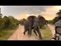 Angry Elephant Charges Safari Guide Big 5 African Wild Elephants