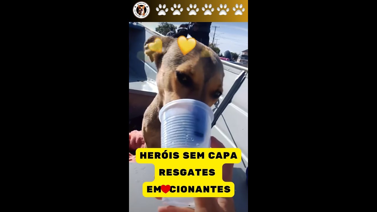 🐶Voluntários-Heróis Sem Capa-Cada Patinha Salva Aquece Seu Coração! #enchentes #resgate #dog #pets🐾🐕