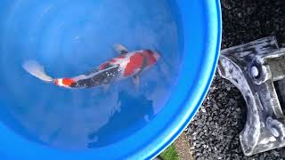 video van Ginrin Showa 2305005