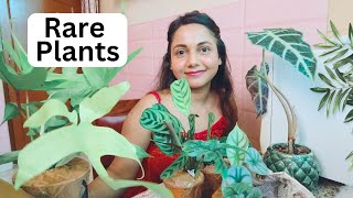 Rare and Wishlist plants online shopping unboxing (India)