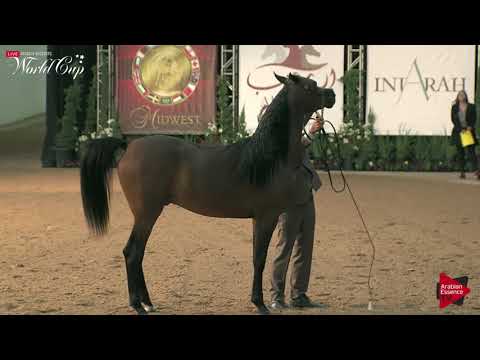N.143 KASHEF AL SHAQAB - LAS VEGAS 2019 - Arabian World Cup Junior Colts (Class 122).mp4
