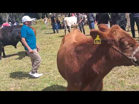 Aquiteven  :  9.149 ÍZA   PROTOCOLO DE FIESTAS TRADICIONALES,   HIMNOS DE BOYACÁ Y DEL MUNICIPIO.