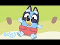 Carrera De Bebés Episodio Completo Bluey Canal Oficial Español