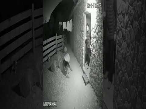 Brave Dog vs Leopard — Real CCTV Camera Shows Dog Saving Family from Attack!