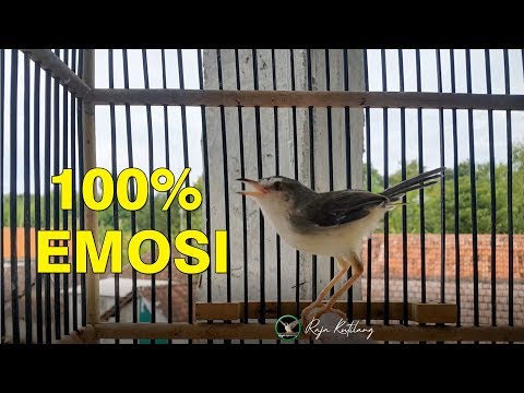 semua prenjak klik BAKAL EMOSI dan GACOR NGEBREN dengan 1x pancingan