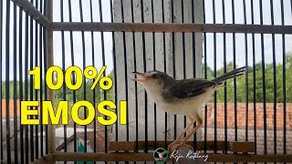 Download lagu semua prenjak klik BAKAL EMOSI dan GACOR NGEBREN dengan 1x pancingan mp3 Download lagu semua prenjak klik BAKAL EMOSI dan GACOR NGEBREN dengan 1x pancingan mp3