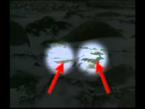 tarnung und intelligentes verhalten bei tieren 3 2 (deutschland)