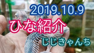動画だけでひな紹介🐣