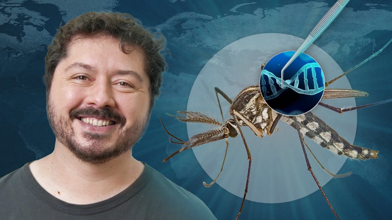 A armadilha de DNA que pode extinguir os mosquitos