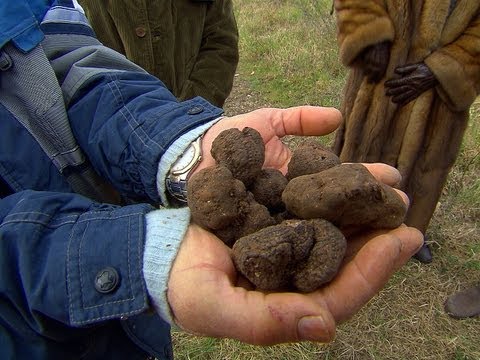 Truffles: The Most Expensive Food in the World