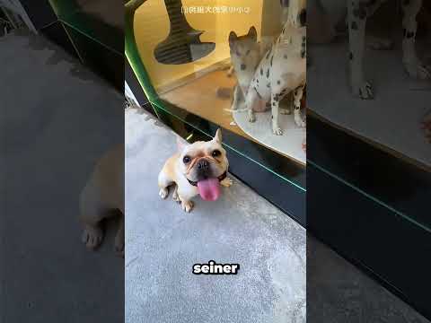 Seine Frau hat ihn ausgesperrt, also ist er in die Hundehütte gezogen 🐕 #shorts #funny #doglife