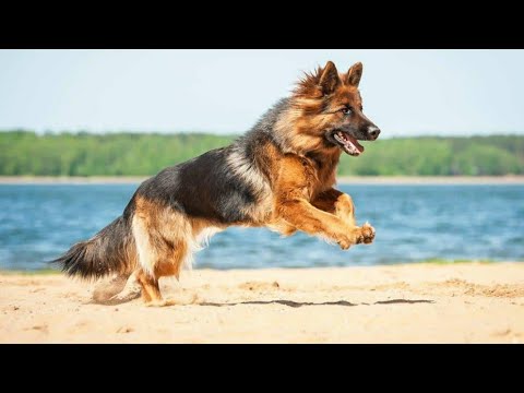 Funny dogs playing with her mom