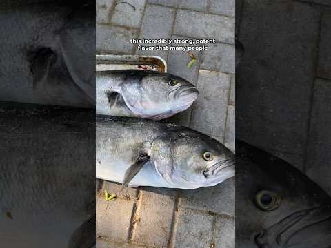 Why People HATE Eating this Fish…